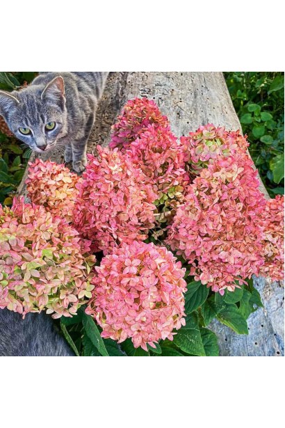 Hydrangea paniculata Magical Candle